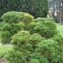 Cryptomeria japonica 'Globosa'